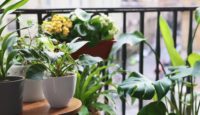 Jakie kwiaty na balkon?