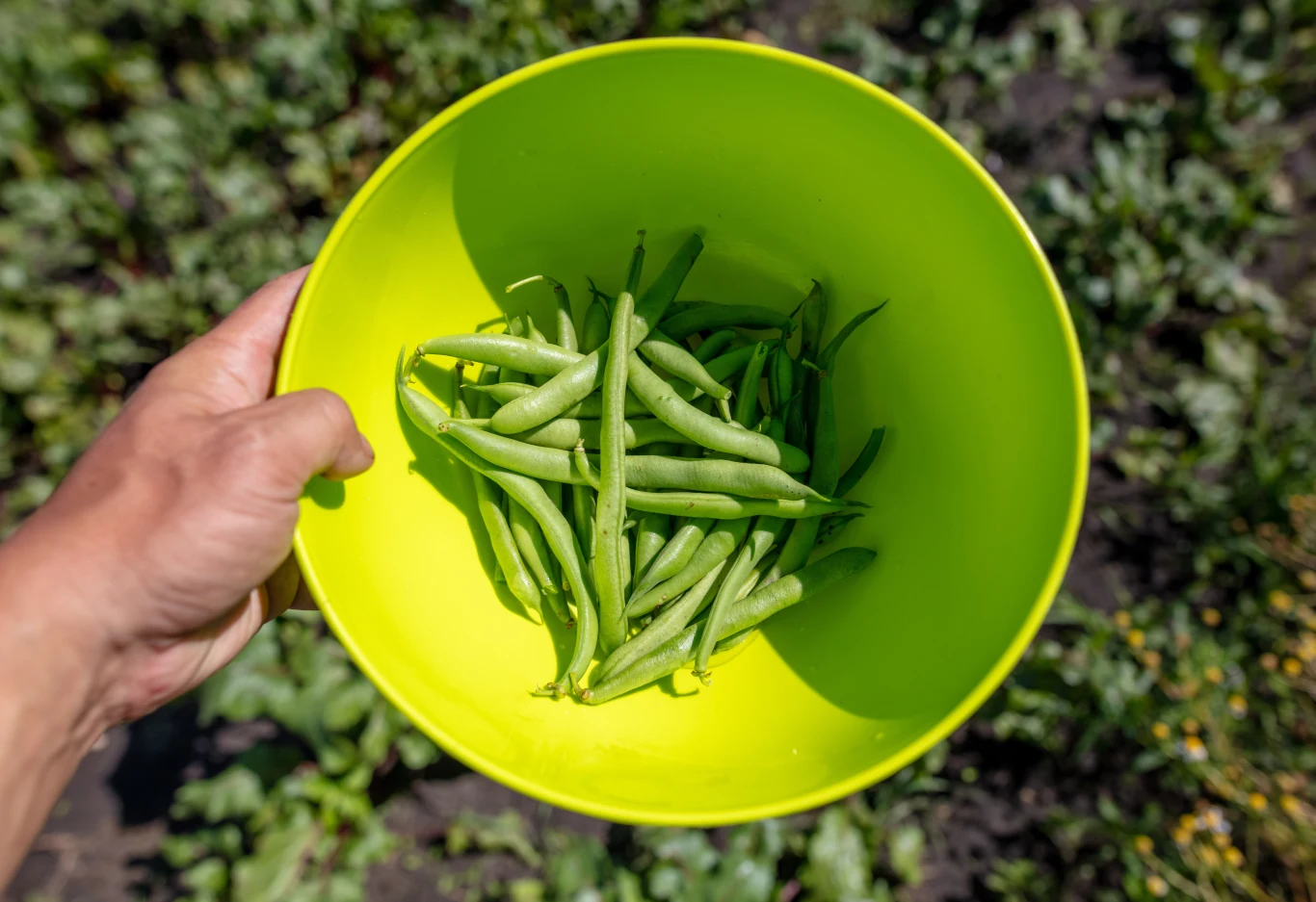 Fasolka szparagowa musi zostać ugotowana przed spożyciem.
