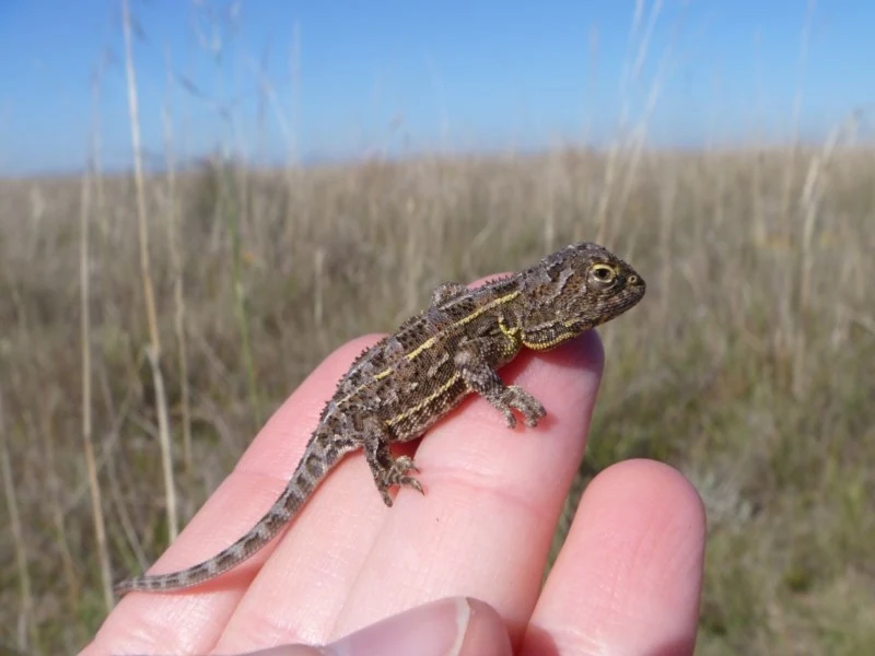 Agama Tympanocryptis pinguicolla ma kolczaste łuski Mała jaszczurka o brązowo-beżowym ubarwieniu siedząca na ludzkiej dłoni, w tle rozciąga się sucha trawa i bezchmurne niebo.