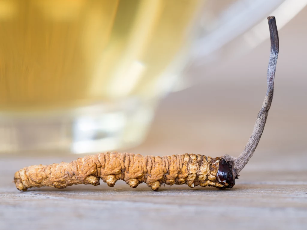 Gąsienica zaatakowana przez maczużnika Suszony grzyb Cordyceps widoczny na tle filiżanki z napojem, makrofotografia pozwala dostrzec szczegóły struktury grzyba i jego charakterystyczny kształt.