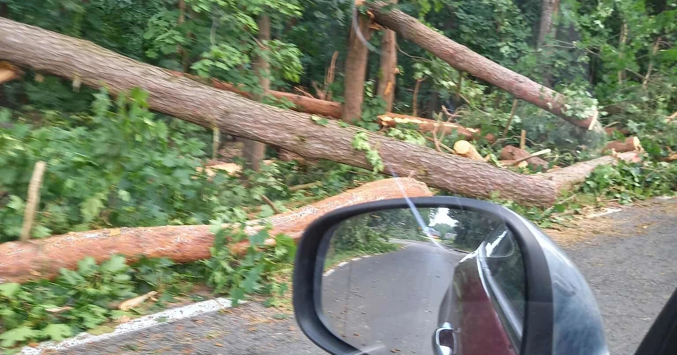 Powalone drzewa po burzy w Wielkopolsce Powalone drzewa blokujące asfaltową drogę, widoczne z perspektywy samochodu, przez boczne lusterko, wokół bujna roślinność i fragment lasu.