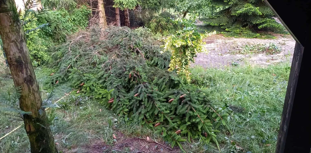 Powalone drzewa po burzy Powalone gałęzie świerku leżą na trawniku przy ogrodzeniu, w tle widoczne są drzewa iglaste oraz lekko zarośnięta alejka