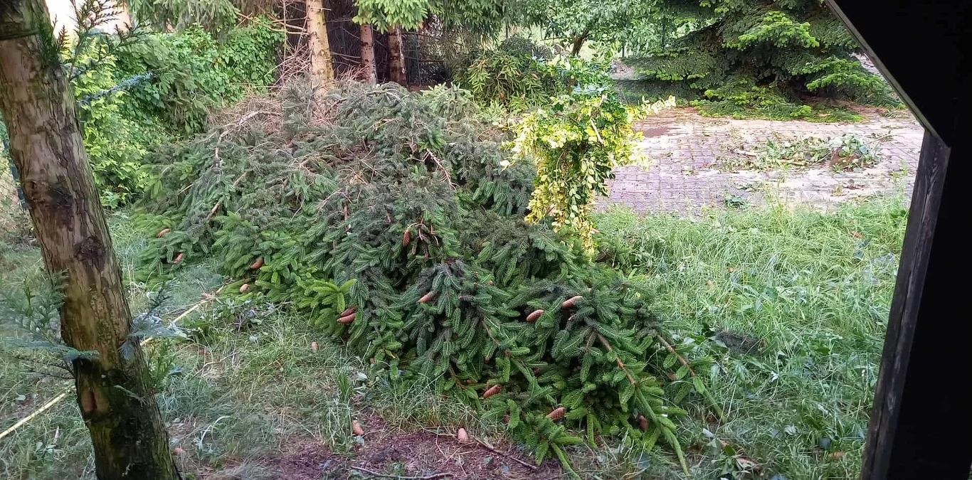 Powalone drzewa po burzy Powalone gałęzie świerku leżą na trawniku przy ogrodzeniu, w tle widoczne są drzewa iglaste oraz lekko zarośnięta alejka