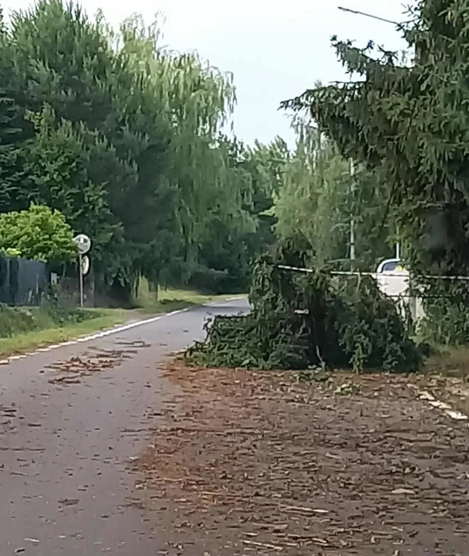 Burze powaliły drzewa na drogi Zalana gałęziami i fragmentami drzewa asfaltowa droga w otoczeniu zielonych, gęstych drzew, z powalonym dużym konarem blokującym jeden z pasów jezdni