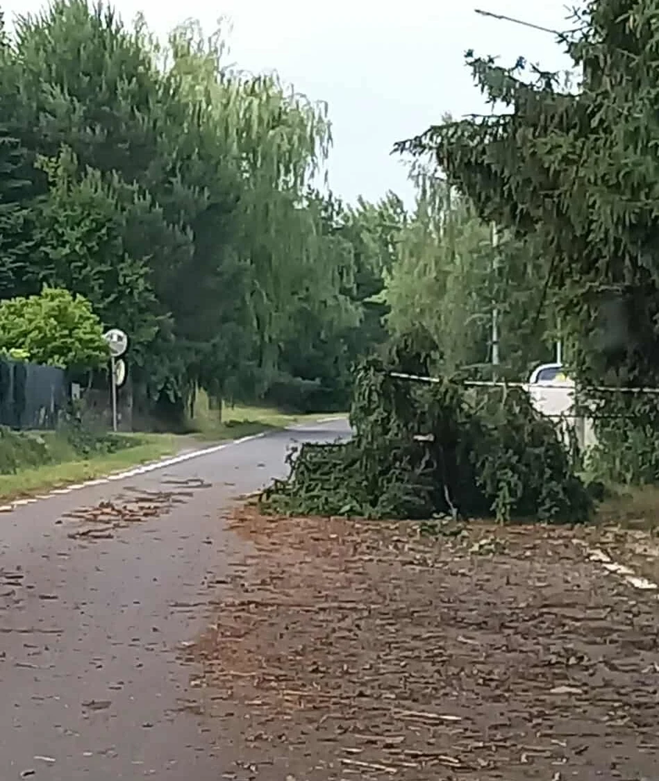 Burze powaliły drzewa na drogi Zalana gałęziami i fragmentami drzewa asfaltowa droga w otoczeniu zielonych, gęstych drzew, z powalonym dużym konarem blokującym jeden z pasów jezdni