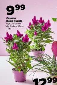 Roślina Deep Purple