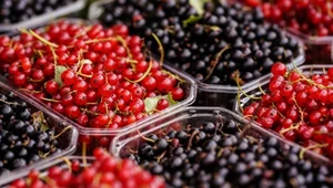 Kolor ma duże znaczenie. Jedna odmiana jest najzdrowsza