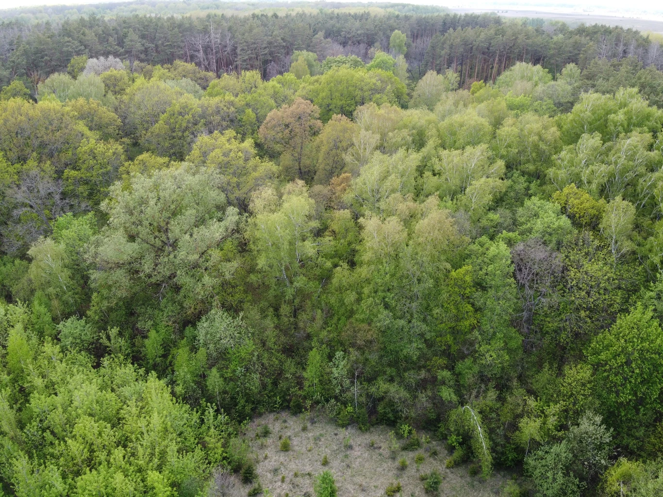 Polska traci cenne przyrodniczo obszary Gęsty, zielony las widziany z góry, różnorodne drzewa liściaste i iglaste tworzące zwartą, naturalną koronę, w centrum przecinka z niską roślinnością.