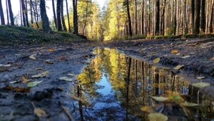 Reporterka sprawdziła ten sam las zimą i teraz. Sytuacja jest dramatyczna