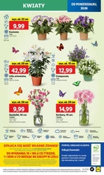 Regionalne smaki w supercenach – Lidl