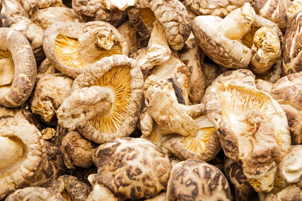 Suszone grzyby shiitake są równie cenne jak te surowe Duża ilość suszonych grzybów shiitake, z żółtawymi blaszkami i pomarszczonymi kapeluszami, ułożonych w zwartą warstwę.
