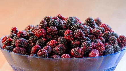 Jeżyny dostarczają organizmowi witamin C i E oraz przeciwutleniaczy