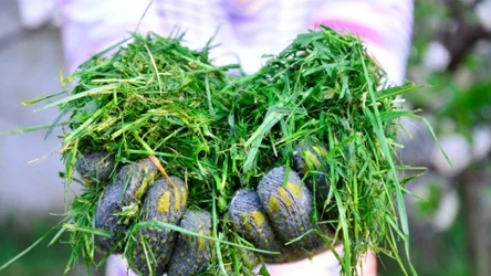 Skoszona trawa może ci się jeszcze przydać. Sprawdź, gdzie ją wyrzucać i jak wykorzystać w ogrodzie