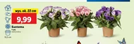Eustoma