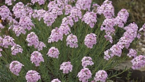 Ta roślina nie ma prawie żadnych wymagań. Poradzi sobie nawet z suszą i obłędnie kwitnie