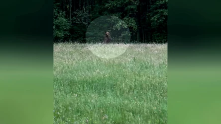 Zaskakująca wizyta niedźwiedzia na Podlasiu. Był tuż pod Białymstokiem