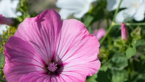 10 razy piękniejsze, niż surfinie. Posadź w lipcu, a różowe kwiaty zachwycą wszystkich