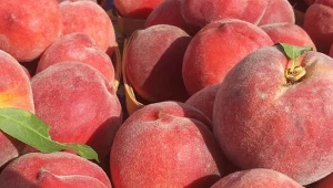 Zdrowsza niż tradycyjna brzoskwinia. Wspiera serce i opóźnia starzenie