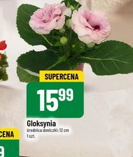 Gloksynia