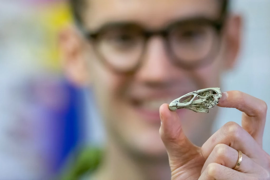 Mężczyzna w okularach trzyma w palcach niewielką czaszkę, prawdopodobnie model czaszki prehistorycznego zwierzęcia lub dinozaura, na rozmytym tle.