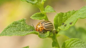 Stonka atakuje pomidory? Zrób oprysk mojej babci, a znikną raz-dwa