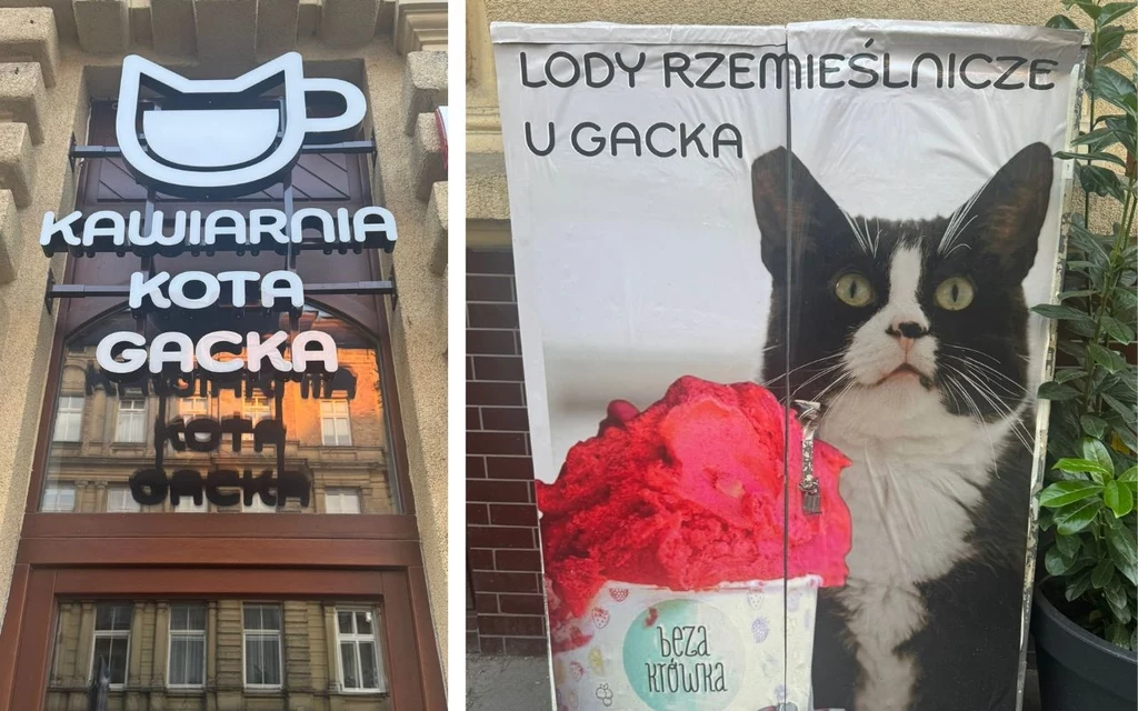 Szyld kawiarni z nazwą Kawiarnia Kota Gacka w kształcie filiżanki oraz reklama lodów rzemieślniczych z dużym wizerunkiem czarno-białego kota oraz gałką różowego i białego lodu.