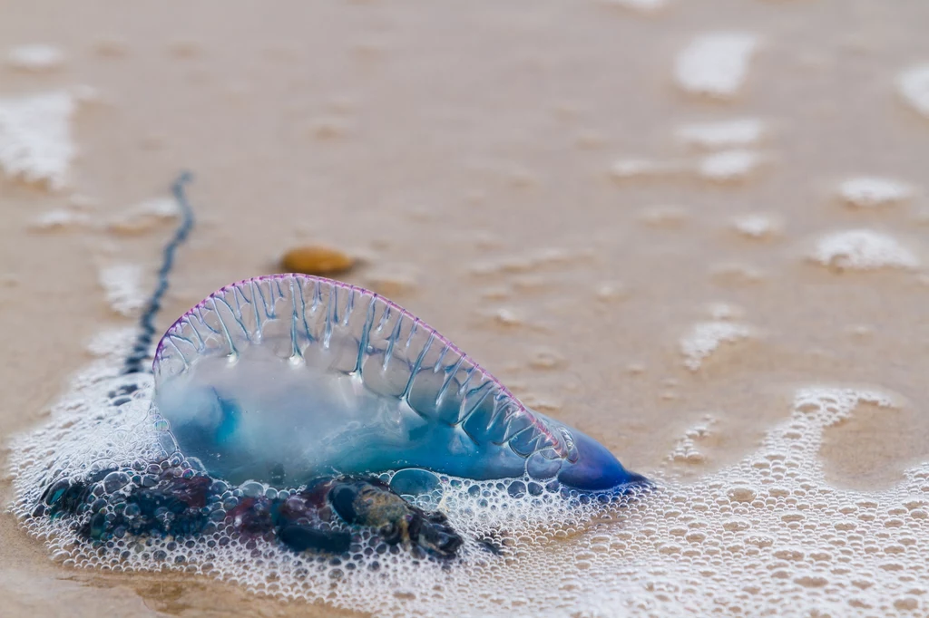 Sinica morska na brzegu piaszczystej plaży, otoczona przez pianę i wilgotny piasek, z widocznymi niebiesko-fioletowymi odcieniami na powierzchni i charakterystycznymi odnóżami.