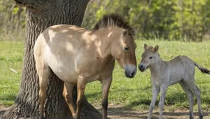 Odrzucenie i przygarnięcie. Poruszająca historia adopcji ginącego gatunku