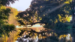 Polskie Drzewo Roku 2025 wybrane. Został nim 110-letni wiąz szypułkowy