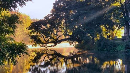 Znamy wyniki! Oto Drzewo Roku 2025 