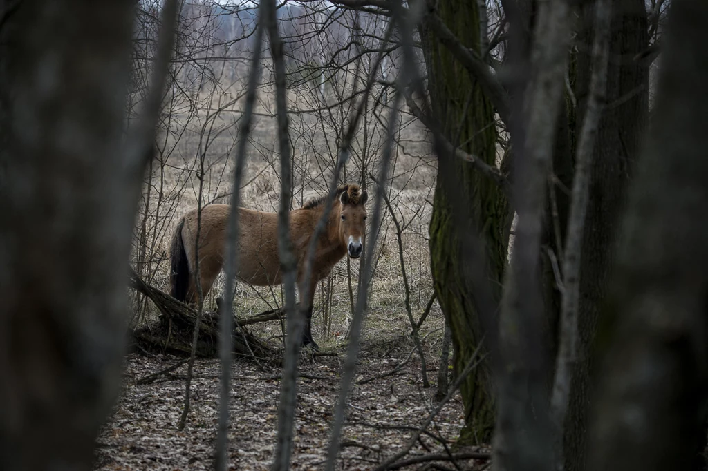 Zdjęcie konia Przewalskiego zrobione na Ukrainie Koń stojący wśród drzew w lesie lub na skraju zarośli, sucha trawa i gałęzie wokół, szare niebo i ponura atmosfera zimowego lub wczesnowiosennego dnia.
