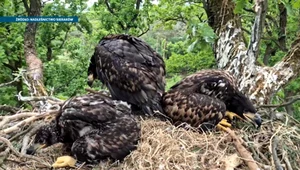 Alpiniści wchodzą na drzewa, ściągają bieliki i sokoły. Co się dzieje?