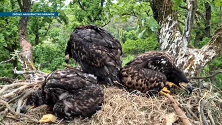 Alpiniści wchodzą na drzewa, ściągają bieliki i sokoły. Co się dzieje?