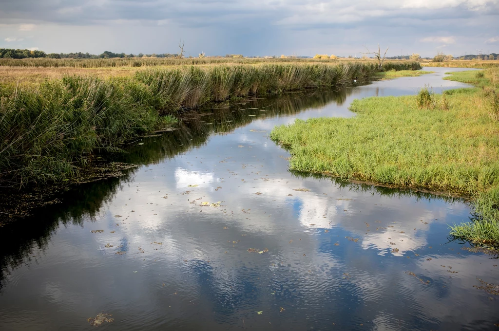O utworzeniu Parku Narodowego Doliny Dolnej Odry mówił jeszcze na początku 2024 r. wiceminister klimatu i środowiska Mikołaj Dorożała. Przyrodnicy czekają na powołanie 24 parku narodowego w Polsce od wielu lat