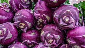 Jest chrupiąca, ma niewiele kalorii. Jedz na dobre trawienie i gładką skórę