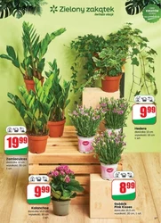 Gazetka promocyjna sieci Dino