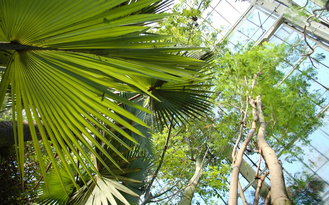 Palmiarnia Poznańska