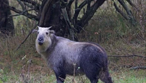Polskie zoo żegna rzadkie zwierzę. To był przyrodniczy unikat