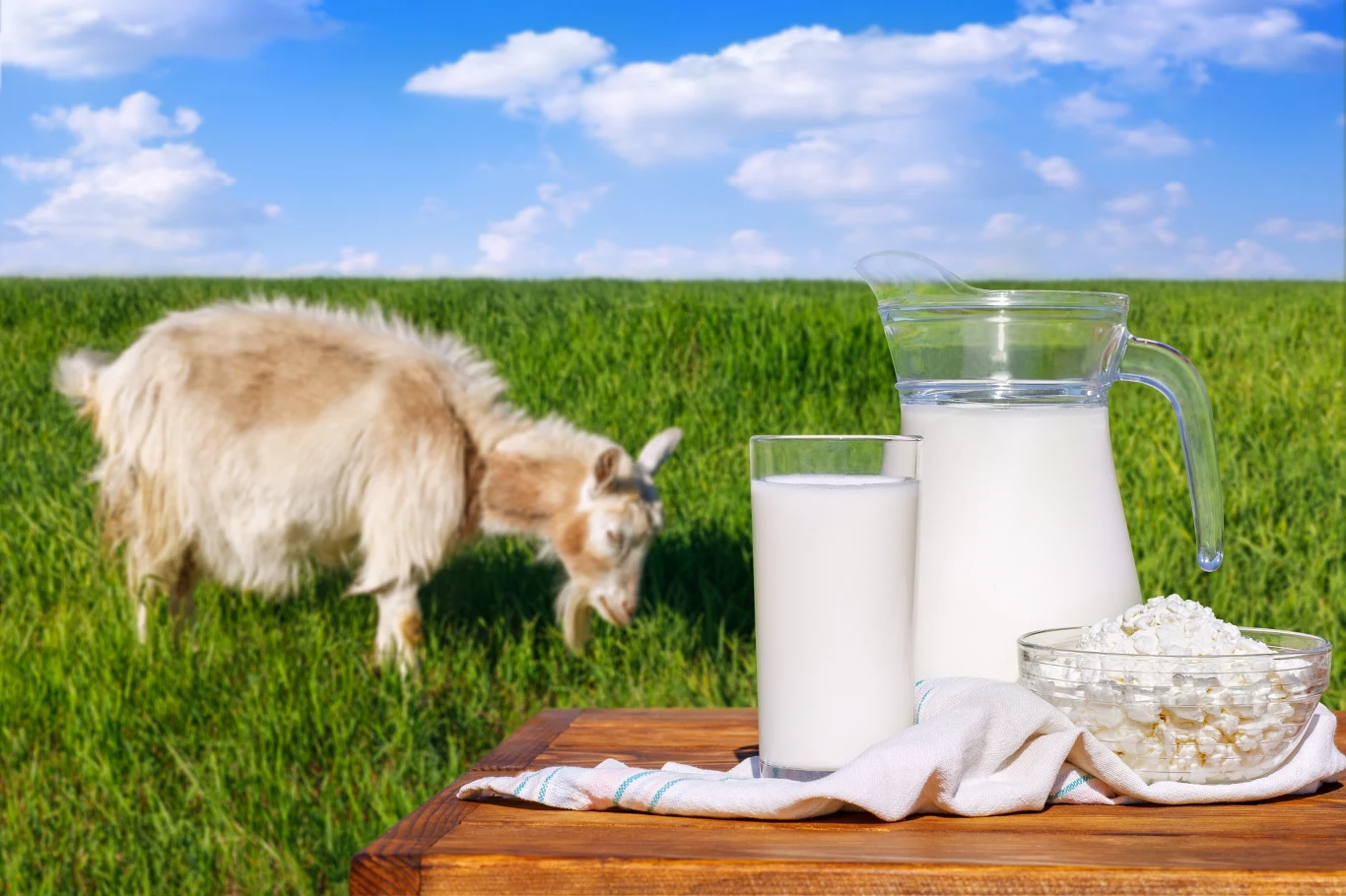 Koza pasąca się na zielonej łące w tle, na pierwszym planie dzbanek i szklanka z mlekiem oraz miseczka z twarożkiem na drewnianym stole.