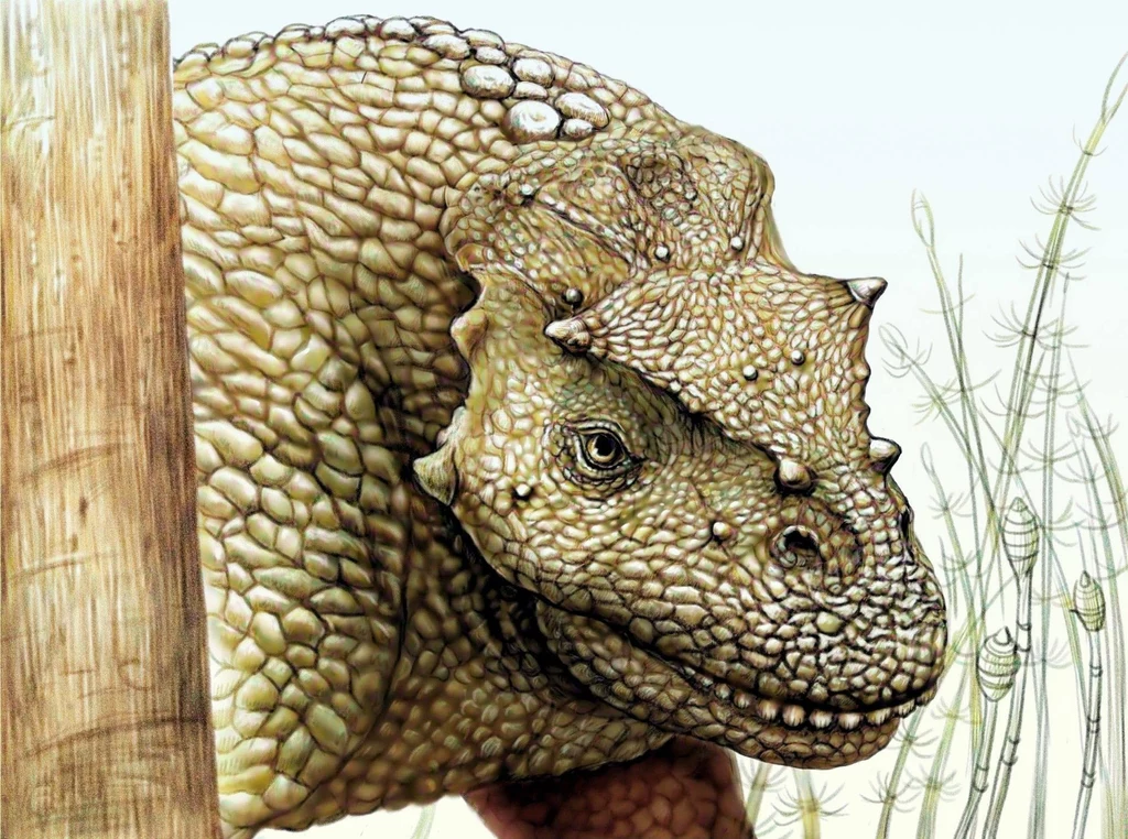 Yinshanosaurus angustus był zwierzęciem bardzo dużym, może wielkości nosorożca
