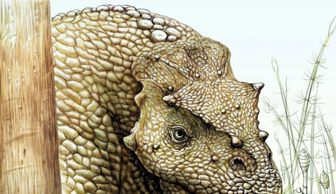 Yinshanosaurus angustus był zwierzęciem bardzo dużym, może wielkości nosorożca