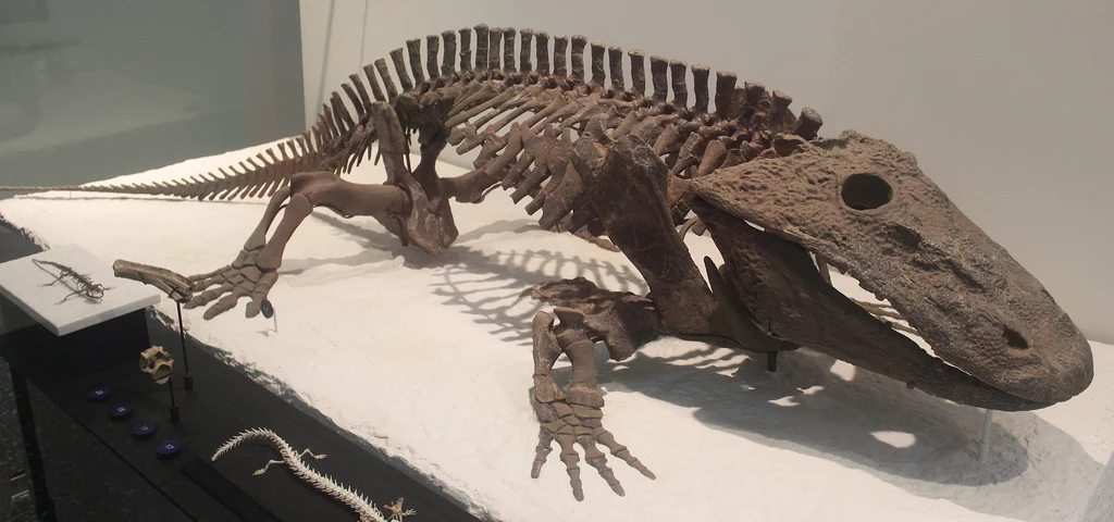 Szkielet eriopsa w Amerykańskim Muzeum Historii Naturalnej. Paleontolog odkrył tymczasem jeszcze lepiej zachowany okaz Szkielet eriopsa w Amerykańskim Muzeum Historii Naturalnej. Paleontolog odkrył tymczasem jeszcze lepiej zachowany okaz
