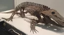 Szkielet eriopsa w Amerykańskim Muzeum Historii Naturalnej. Paleontolog odkrył tymczasem jeszcze lepiej zachowany okaz