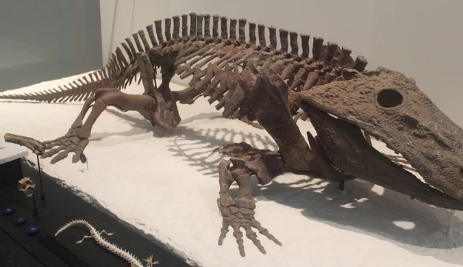 Szkielet eriopsa w Amerykańskim Muzeum Historii Naturalnej. Paleontolog odkrył tymczasem jeszcze lepiej zachowany okaz
