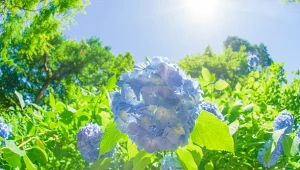 Hortensje źle znoszą upały. Zrób to, by ochronić je przed więdnięciem