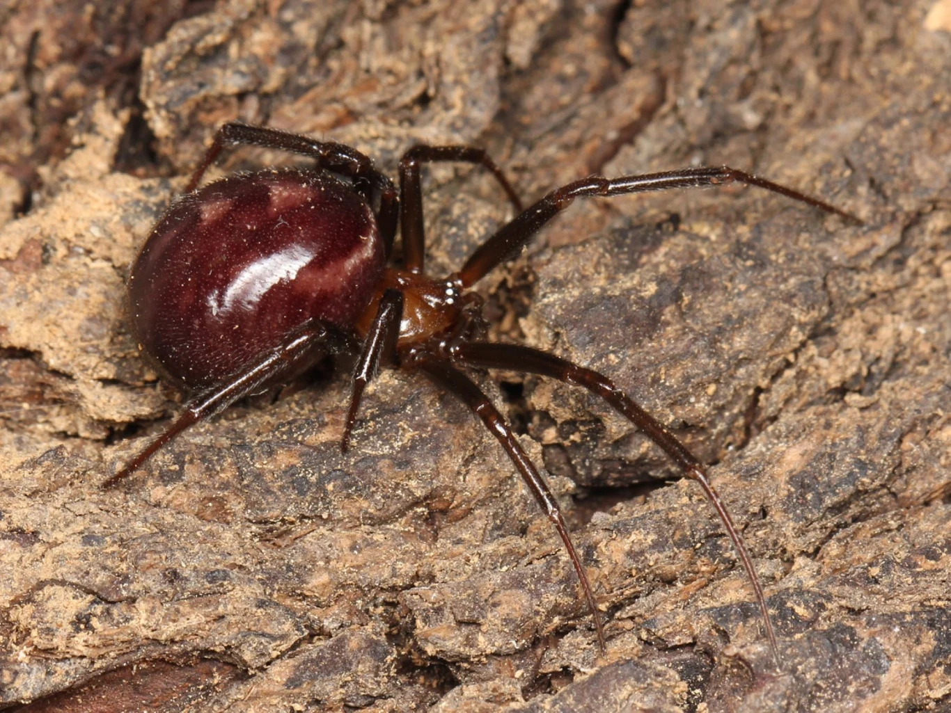Fałszywa czarna wdowa Steatoda grossa jest rozprzestrzeniona w świecie Duży, ciemnoczerwony pająk z połyskującym odwłokiem i długimi, cienkimi odnóżami porusza się po chropowatej powierzchni kory drzewnej.