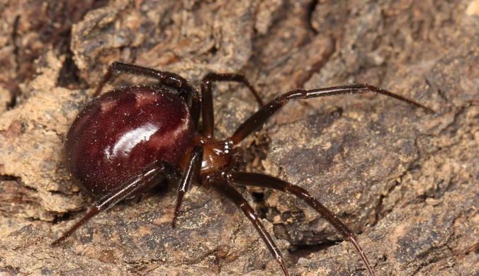 Fałszywa czarna wdowa Steatoda grossa jest rozprzestrzeniona w świecie