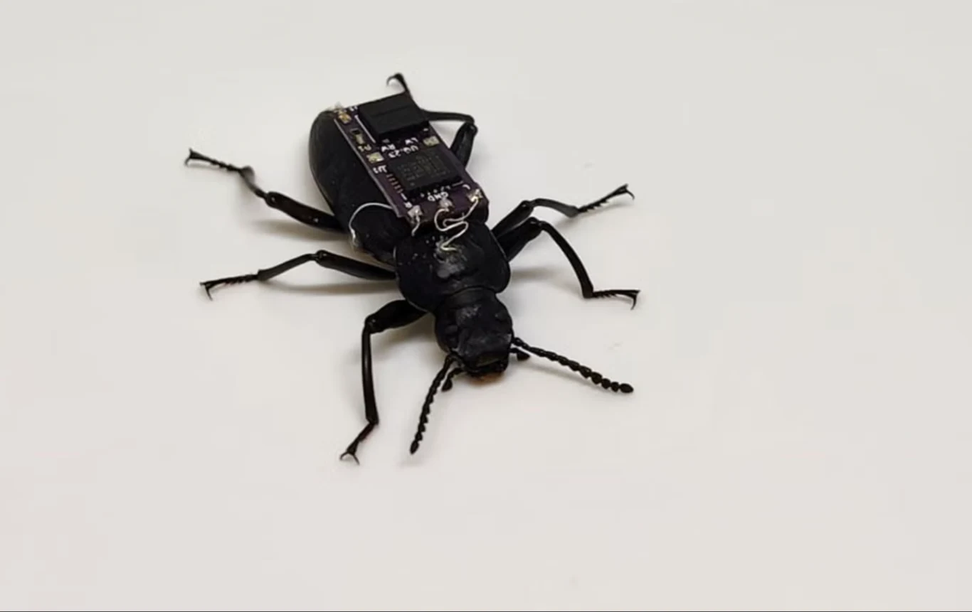 To mistrzowie wspinaczki. Chrząszcze-cyborgi przyszłością ratownictwa Czarny chrząszcz z przytwierdzonym do grzbietu małym układem elektronicznym, widoczny na białym tle.