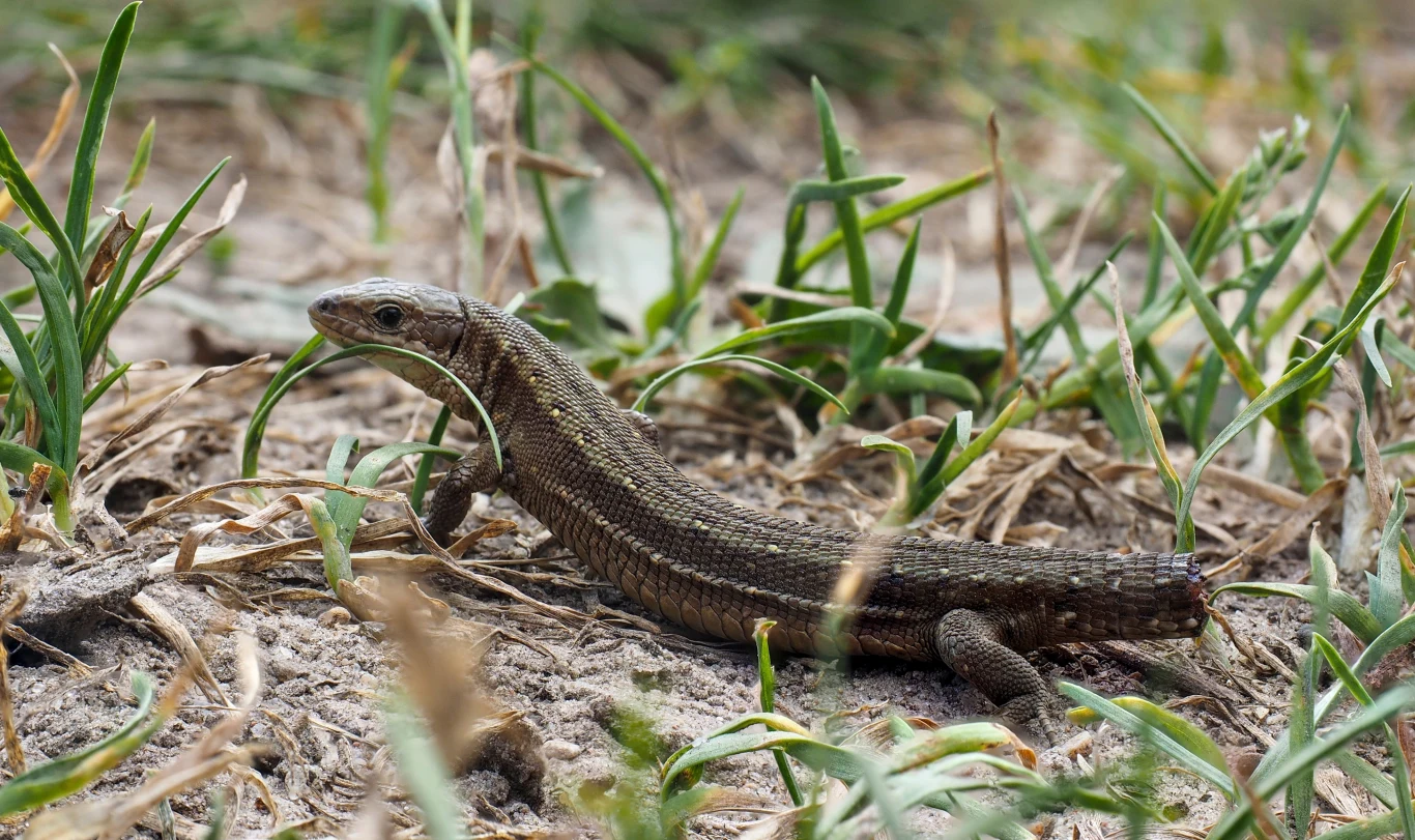 Jaszczurka o brązowo-szarej łusce leżąca na ziemi pośród trawy i suchych liści, z detalicznie widoczną strukturą skóry oraz środowiskiem naturalnym.