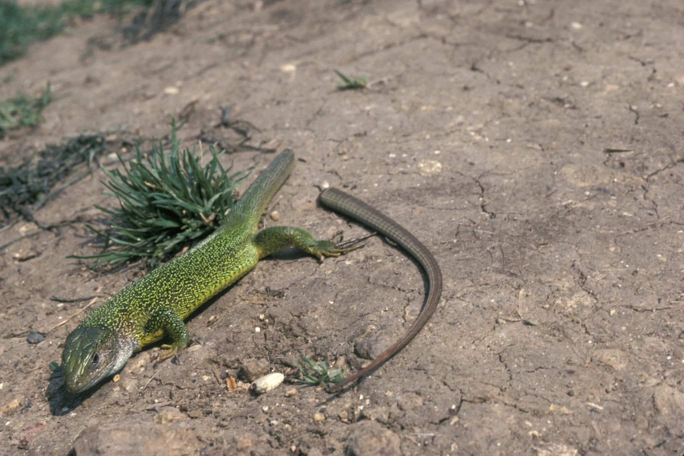 Jaszczurka o zielonym ubarwieniu leży na ziemi, obok widoczny odcięty ogon, w tle sucha, spękana gleba i niewielka kępka rośliny.